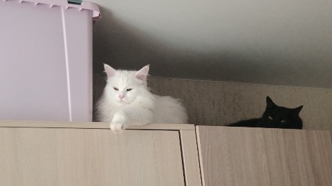 marinaantsyreva в LOOKY. . Поделили сферы влиян...