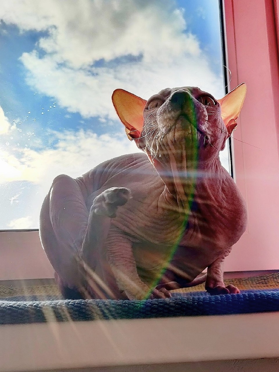 eva_sphynx_cat в LOOKY. #сфинкс,#sphynx,#донскойсфинкс,#кошка,#котики,#котэ,#лысая,#evasphynxcat,#мыизкотограмаlooky,#looky_official,#looky,#looky_official,#LOOKY_контент,#looky_you,#you. С Всемирным днём  ко...