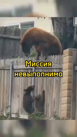 Смешные видео в LOOKY. #любовь,#мило,#смешно,#смех,#умора,#юмор,#ржака,#смешноевидео,#смешное_видео,#видео,#топвидео,#прикол,#приколы,#ржунемогу,#ржач,#шутка,#шутки,#позитив,#топ,#лучшее,#весело,#веселье,#животные,#питомцы,#милашки,#милота,#милоисмешно,#мило_и_смешно,#смешныеживотные,#смешные_животные,#милыеживотные,#милые_животные,#милыепитомцы,#милые_питомцы,#угар,#угарно,#тренд,#втренде,#подборка,#рекомендация,#рекомендации,#доброеутро,#времялюбви,#looky,#lookylove. Забор медведям не по...
