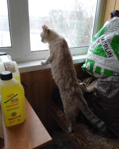 Looky_1706457116070 в LOOKY. #кот,#котик_смотрит_в_окно. #кот #котик_смотрит_...