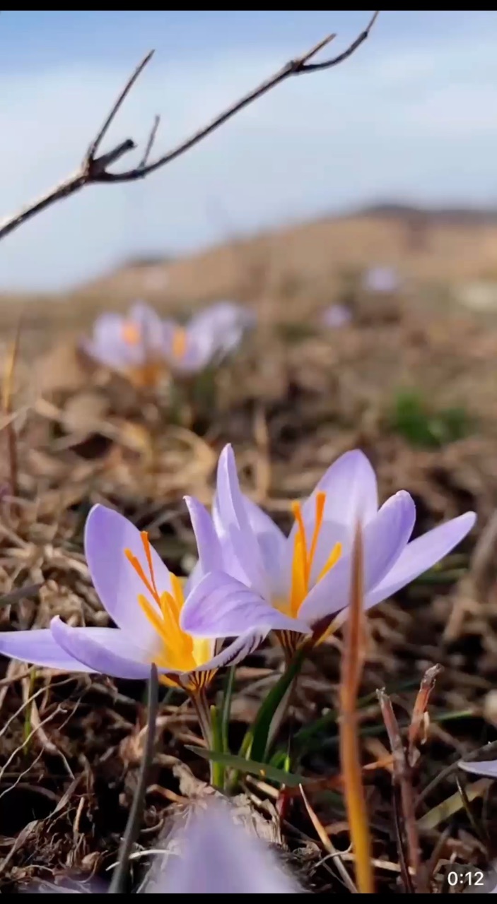 Нина Мелехова в LOOKY. #золотороссии,#геленджик,#горы,#looky,#looky_you,#looky_топ
#looky_контент,#looky_блогер,#looky_рекомендации,#you,#looky_top,#looky_пост
#nina_melekhova,#nina_neiro,#апрель,#море,#небо,#закат,#100днейдолета,#первоцветы,#скоролето,#рилс,#looky_reels,#looky_рилс,#крокусы. Доброе утро, друзья!...