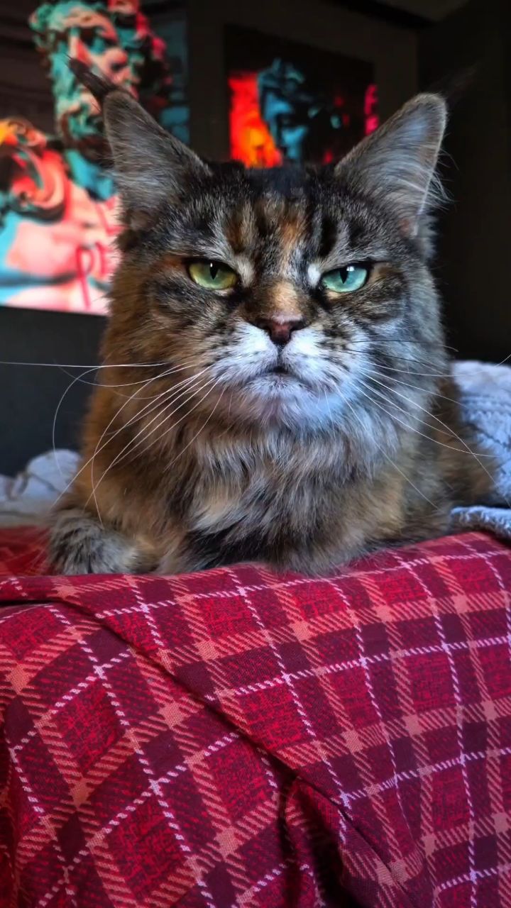 Шурупчик в LOOKY. . С ней только триллер...
