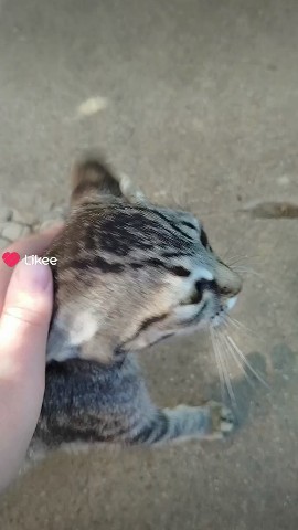 Котик#мило#домашнийпитомец