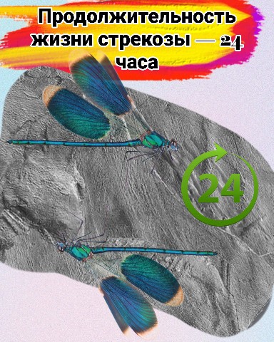 Sюrr_ в LOOKY. . 