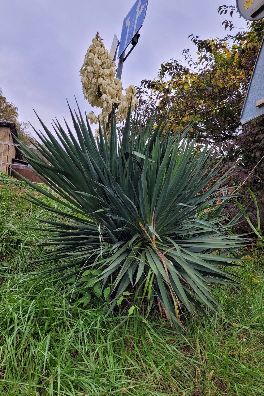 Elena_looky в LOOKY. . 