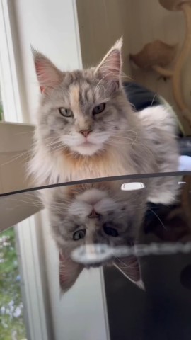 Сири in LOOKY. #neatsvor,#cat,#кошки,#кошка,#Котята,#роботпылесос#NeatsvorНовогоднийподарок. Neatsvor X520 выгляд...