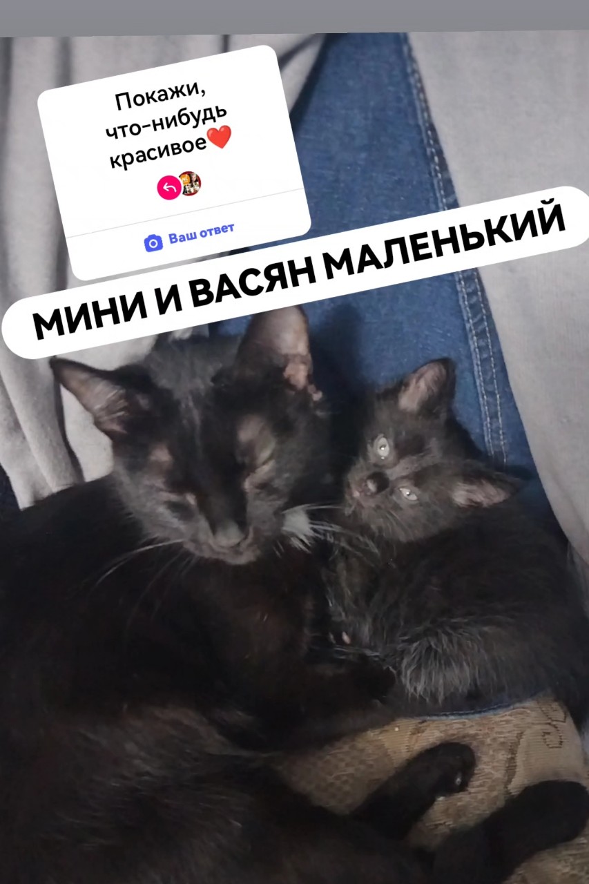 Привет дорогие хвостики,и без хвостиков,вобщем  все наши друзья...чтоб расссказать всё,,,решили рассказать про Васеньку(). .итак....во первых [@afina_zeus ](rn-looky://navigate/profile/1ed958ea-3a7e-47ba-ba46-a2c99925e10f)благодарим за такой чудный челендж [#хвостатый_друг ](хвостатый_друг)
Нус начнем..первой у нас появилась Китти,,,её ктото Выкинул в подъезд..нам сообщили,и мы ее забрали,,ну это для тех кто нас не знает...а вот с Васяном другая история,,,,изначально мы спасли от" недодетей" его маму,(ныне она Мини),её беременеую мучали эти 🤬....,,потом родились котятки,,,но выжил только Васенька,,вот так у нас теперь три хвостика....
Всех обняли и тьмокаем носики. 

[#хвостики ](хвостики)[#хвостатый_друг ](хвостатый_друг)[#котограм ](котограм)[#друзья ](друзья)[#дружба ](дружба)[#котьяжизнь ](котьяжизнь)
