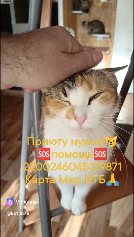 Котлин_Остров_Котов_Кронштадт в LOOKY. #приюткота,#бывшиебездомныекоты. #приюткота #бывшиебе...