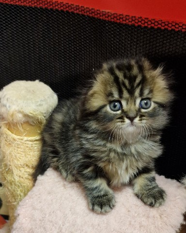 Вислоухие шотландские котята в LOOKY. #cat,#catstagram,#fold,#highlandfold,#cats_of_instagram,#kitten,#scottishfoldlonghair,#catsgram,#instacats,#catlover,#cotofinstagram,#instacats,#cotofinstagram,#petstagram,#kittensofinstagram,#animal,#,#scottishfoldcat,#kitty,#amazingcat,#kittycat,#kittens,#yourdailycat,#cutecat,#animals,#catsfollower,#scottishfoldkitten,#ねこ部,#猫,#. ♥️Boy, 1,5 months
Sc...