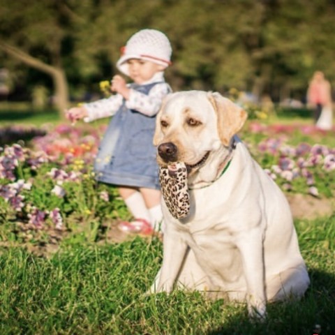 Looky_1688138993538 в LOOKY. #луксик,#лабрадор,#собака,#любимцы,#питомцы. #луксик
#лабрадор #с...