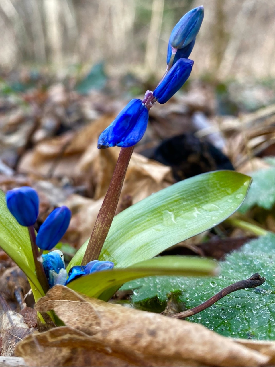 nina_melekhova in LOOKY. #золотороссии,#геленджик,#горы,#looky,#looky_you,#looky_топ
#looky_контент,#looky_блогер,#looky_рекомендации
#looky_official,#looky_top,#looky_пост
#nina_melekhova,#nina_neiro,#февраль,#море,#небо,#закат,#100днейдолета,#скоровесна. Милейшие пролески🪻�...