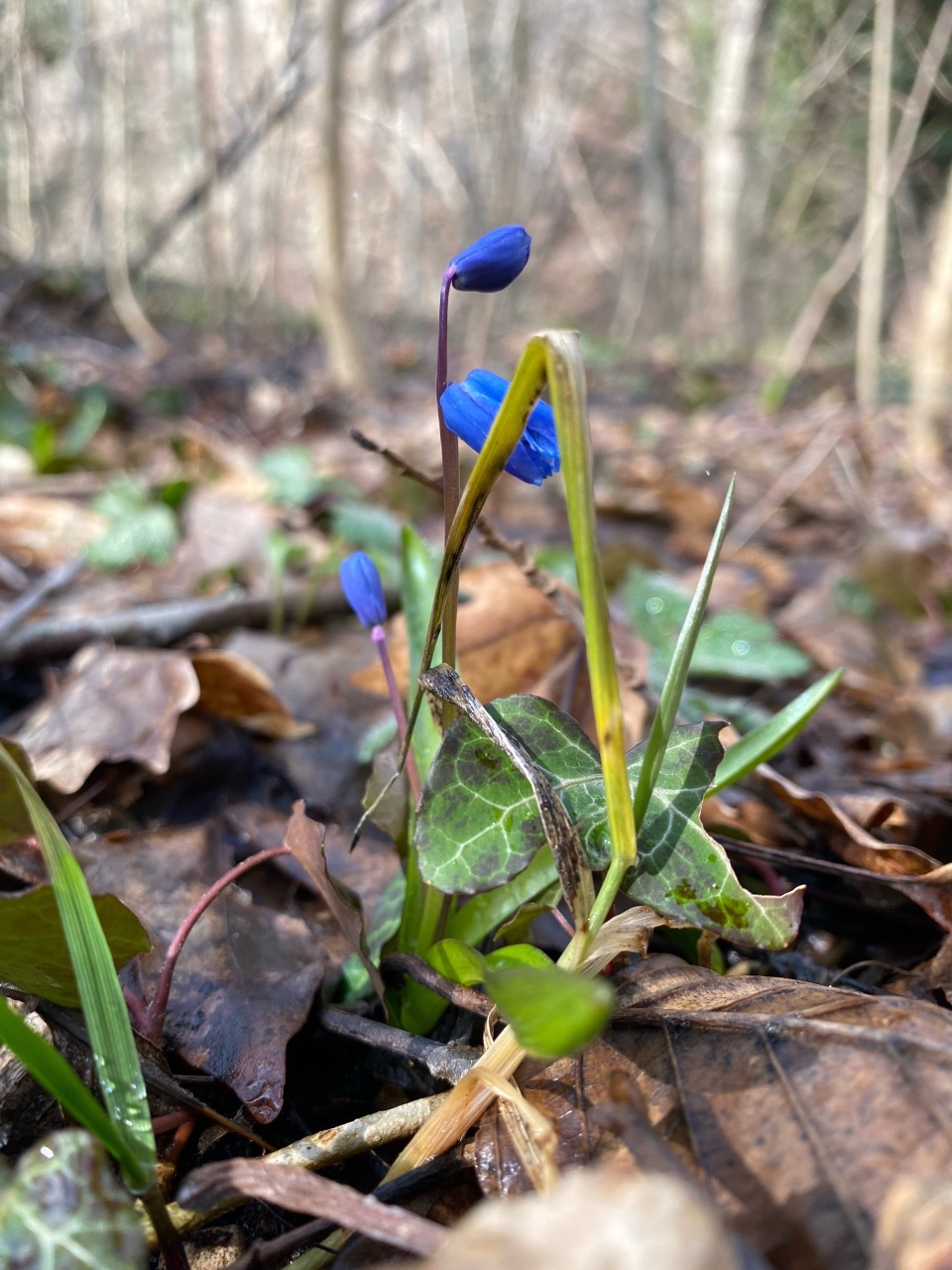 nina_melekhova в LOOKY — фото 4