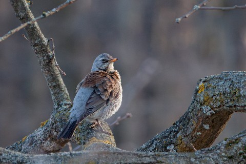 АлександрРомашов в LOOKY. . [#birds ](birds)[#bi...