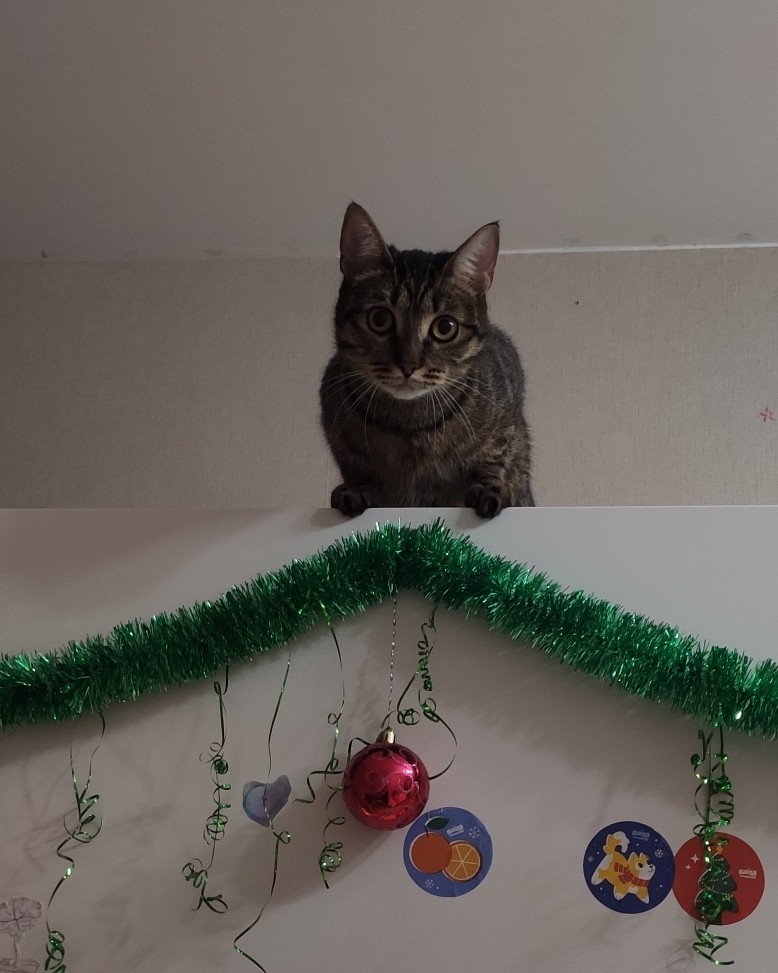 Юлия in LOOKY. . И котики ждут нового...