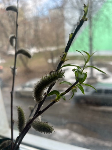 olik.gurina в LOOKY. . 🌱Верба дала листочк...