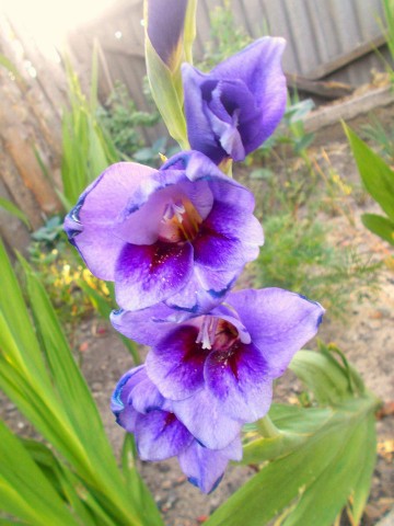 Looky_176539158249016 в LOOKY. . 