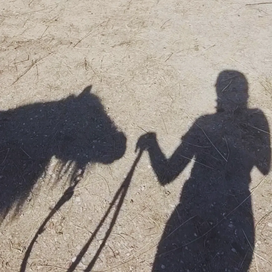 victoriaserbul_horse в LOOKY. #instagramhorses,#instagram,#horse,#horselove,#horselife,#horsecitation,#citation,#инстаграмлошади,#инстаграм,#Лошади,#Лошадижизнь,#лошадилюбовь,#лошадицитаты,#цитаты. "Equus bonus etiam u...