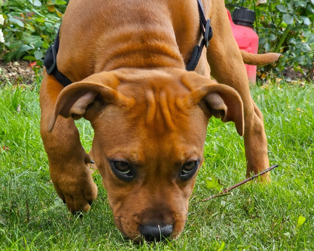 BuchTheStaffy in LOOKY