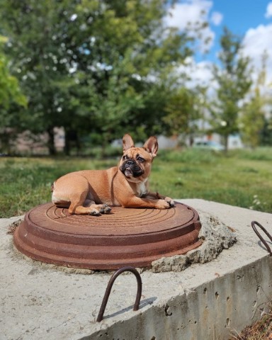 Настя Тип - Топ в LOOKY. . Королева👑 [#dog ](d...