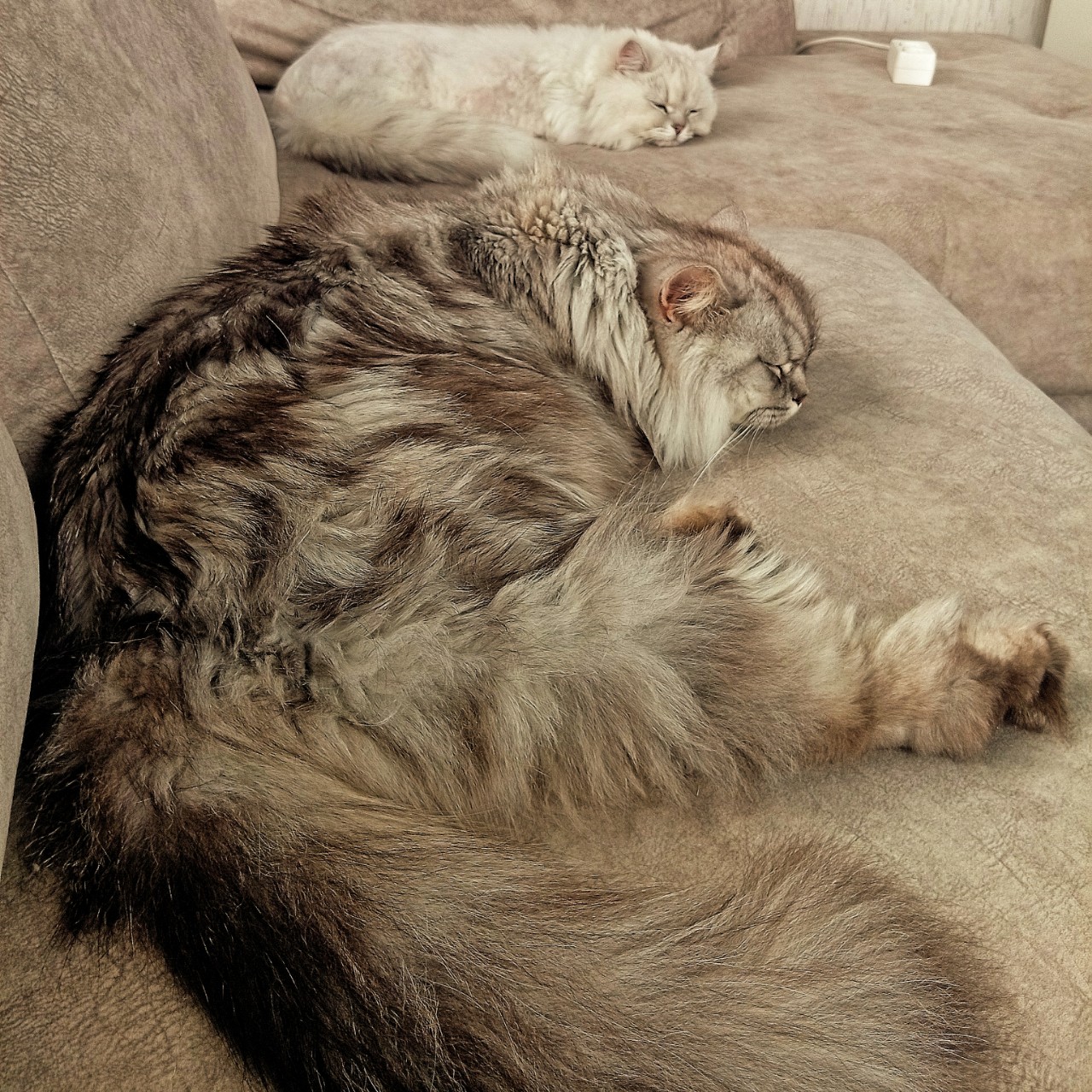 darenka_little в LOOKY — Время 21:18. У нас тихий час. Ночью будет тыгыдын
#котейка #