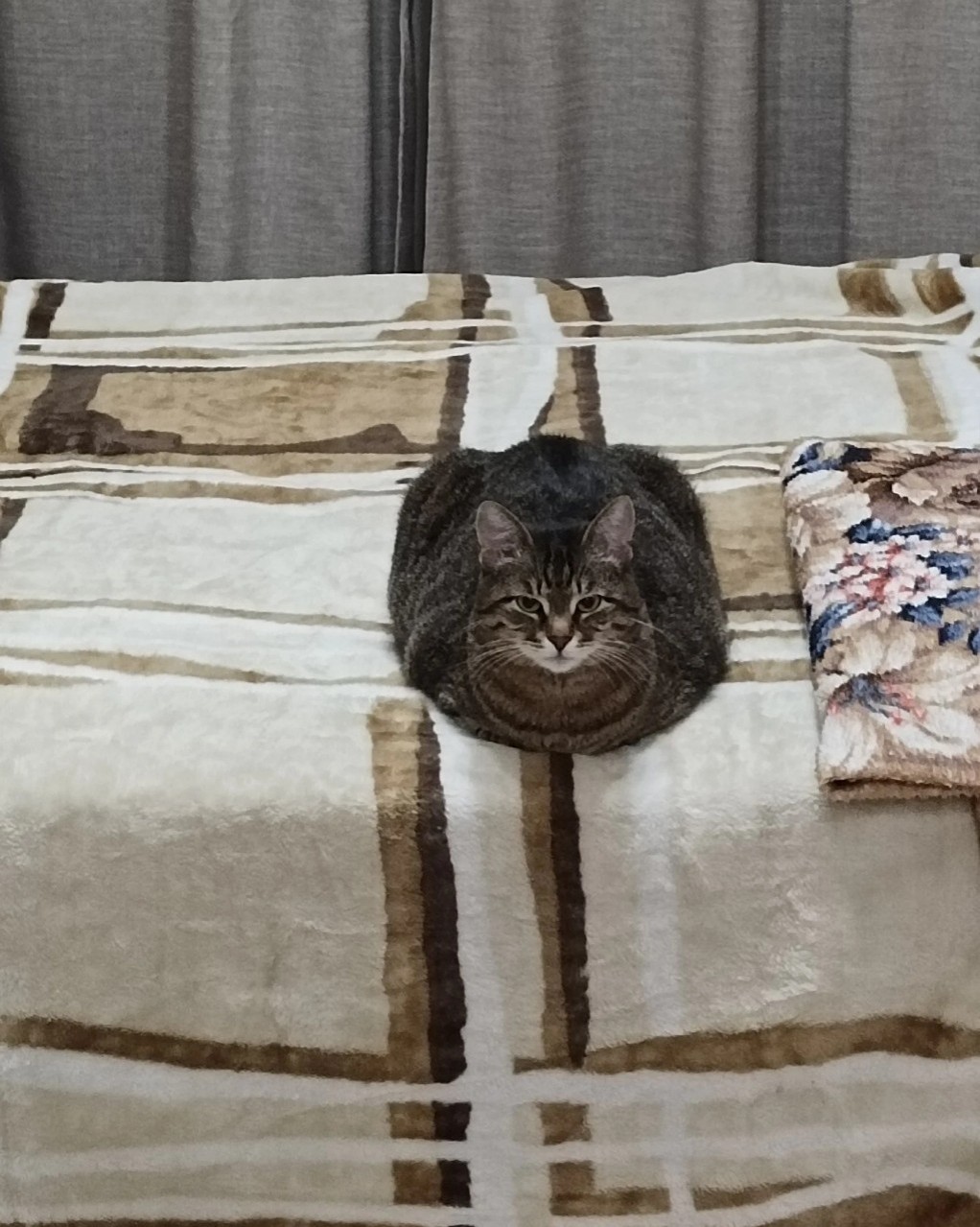котики в нейронке в LOOKY — фото 2