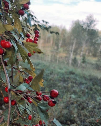 Nak в LOOKY. . 
