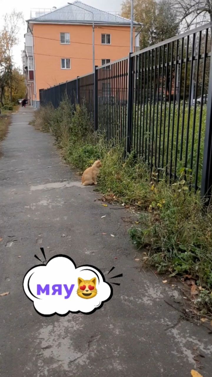 pushistiki в LOOKY. #пушистики. Знакомьтесь, Рыжик🐈...