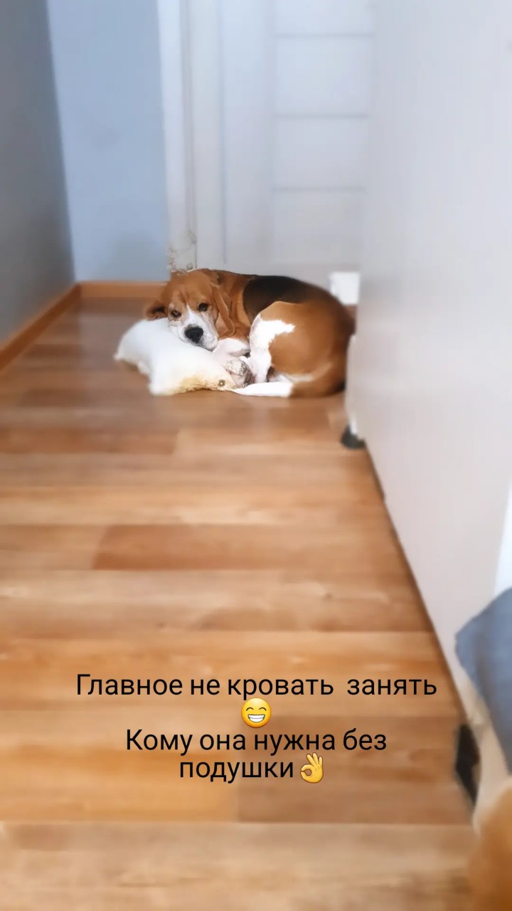 Ната Ли в LOOKY — Кому она  нужна пустая кровать, если подушку уже заняли👌#со