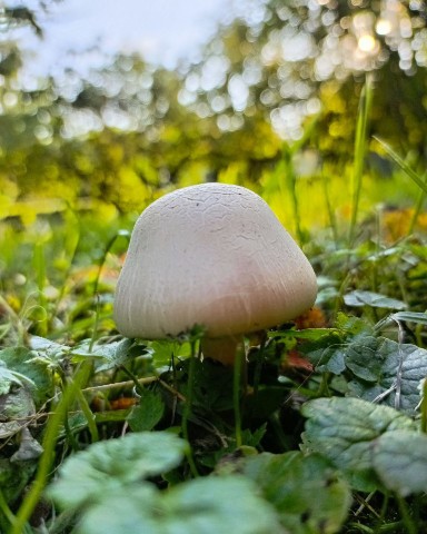 malivina888 в LOOKY. . Большой грибной День...