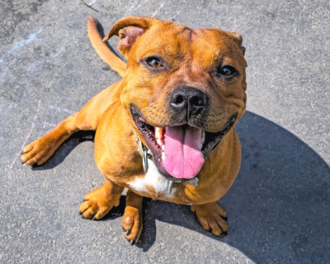 BuchTheStaffy в LOOKY. . 