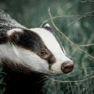 Барсучья Энциклопедия в LOOKY. #барсук#badger,#американскийбарсук,#европейскийбарсук. #барсук#badger #амер...
