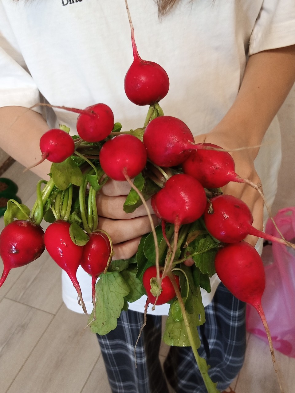 Первый урожай😄 редиску можно кушать