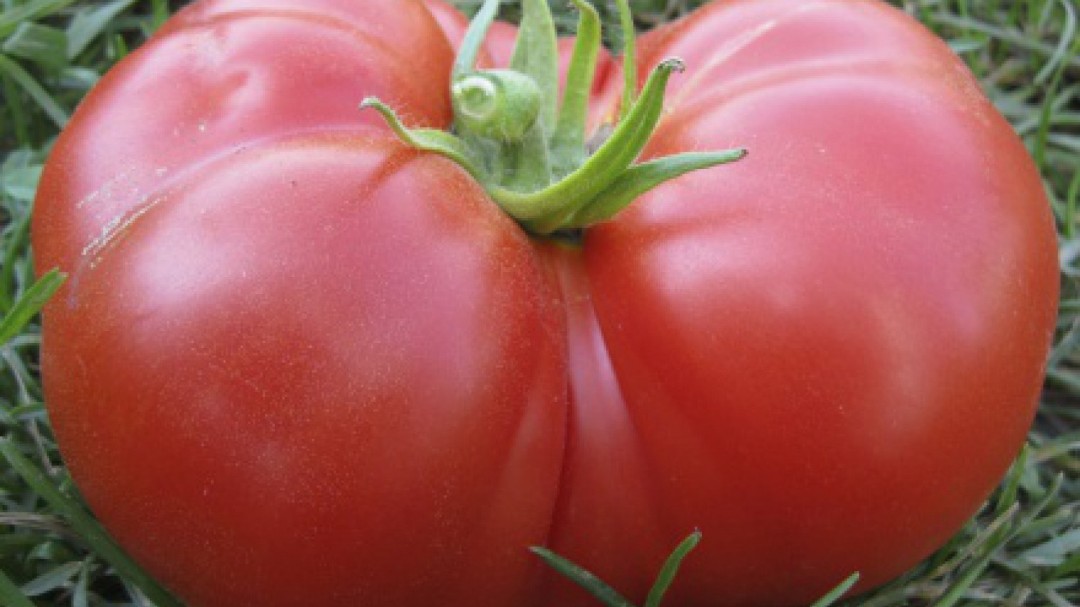 Francis in LOOKY. . Vegetables is the be...