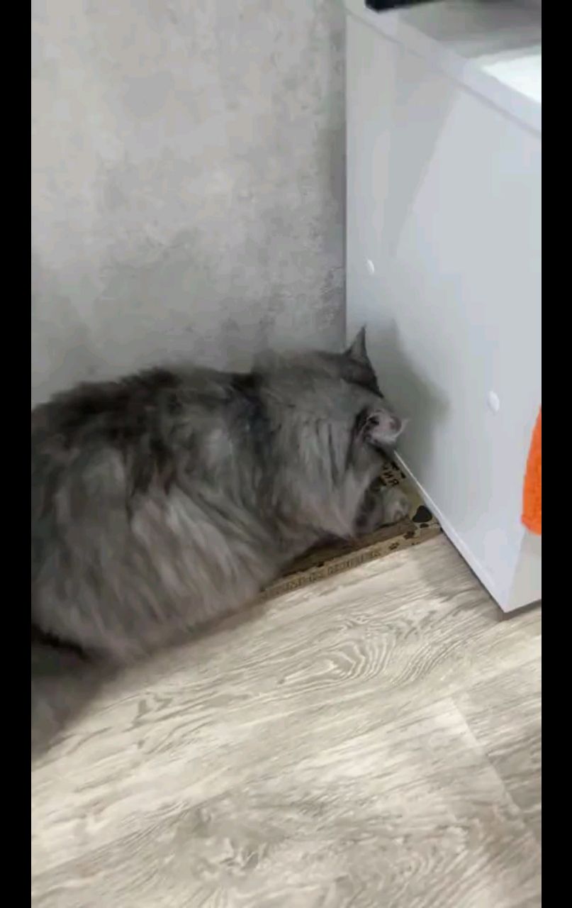 kogtedralka в LOOKY. #кошки,#котики,#котята,#прокошек,#когтеточки,#когтемания,#рекомендации,#актуальное,#важно,#cats,#питомцы,#животные,#круто,#супер,#номер1,#чудо,#интересно,#красота,#сегодня,#счастье,#любовь,#лучшаякогтеточка,#топ,#рилс. ✅️"Не первый раз бер...