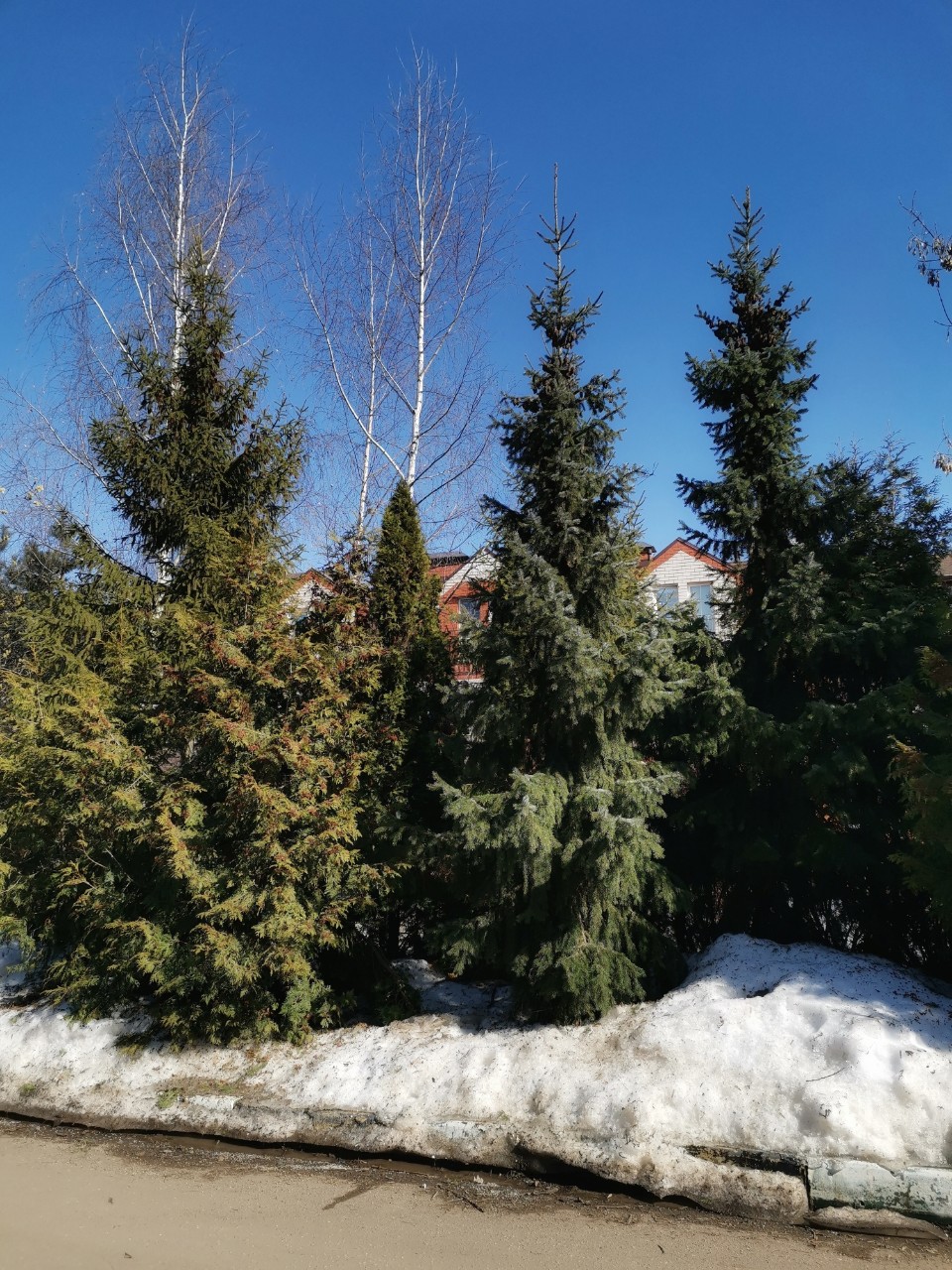 sakura1315 в LOOKY. #весна,#природа,#апрель,#небо,#солнечныйдень,#photo,#spring,#april,#sunnyday,#springmood,#looky,#looky_Top,#looky_official. ✨ Пятничное 💚

#фот...