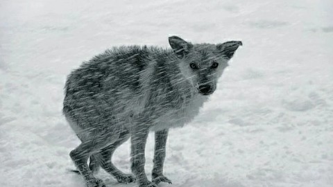 Looky_1689564190874 в LOOKY. . Наша планета для люд...