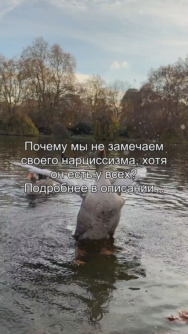 artem_areels в LOOKY. #психология,#нарциссизм,#эго,#личность,#самопознание. Почему ты так искрен...