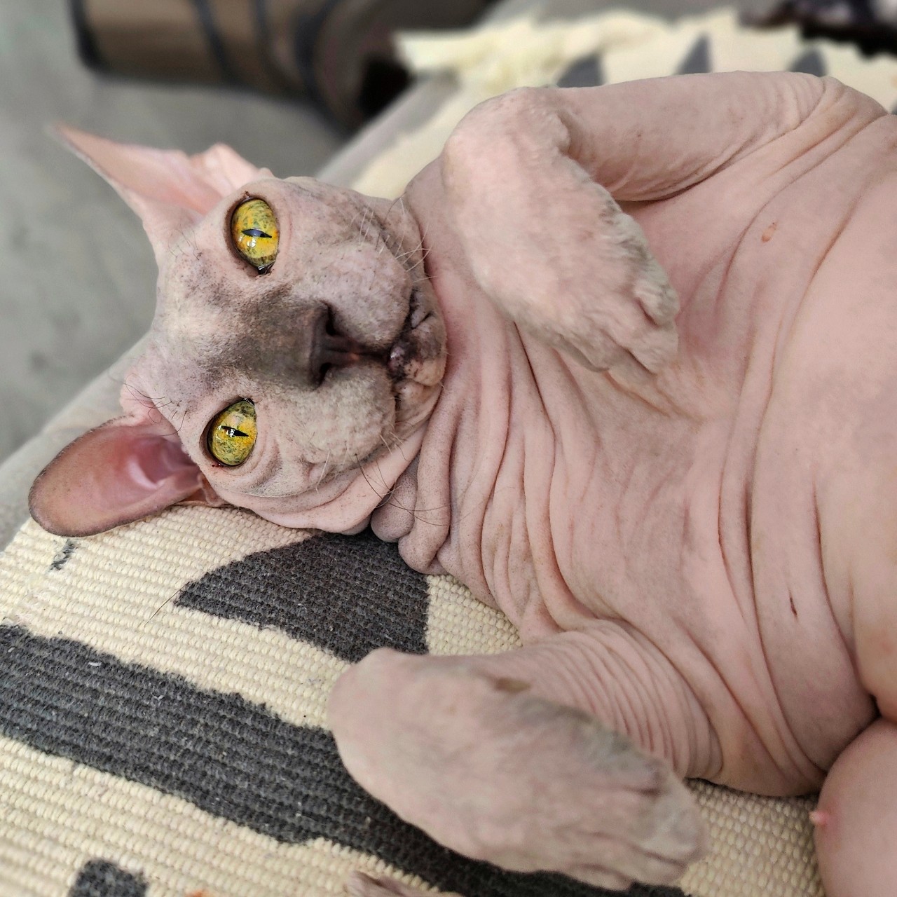 eva_sphynx_cat в LOOKY. #сфинкс,#sphynx,#донскойсфинкс,#кошка,#котики,#котэ,#evasphynxcat,#мыизкотограмаlooky,#looky_official,#looky,#LOOKY_контент,#looky_you,#you. С пятничкой, друзья!...