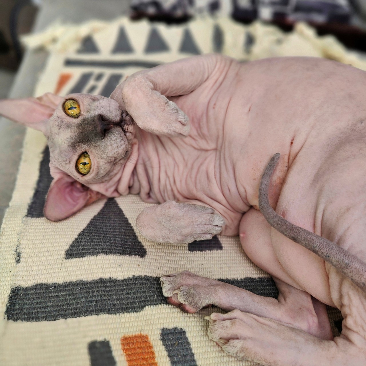 eva_sphynx_cat в LOOKY — фото 2