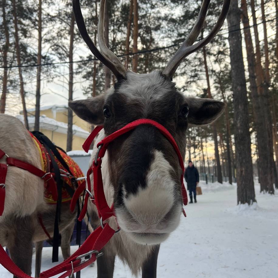 zorkina.oly в LOOKY. . С новым годом, дорог...