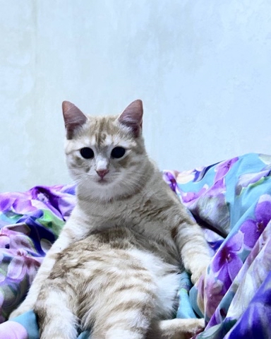 lera_gromovaaa в LOOKY. . Сим