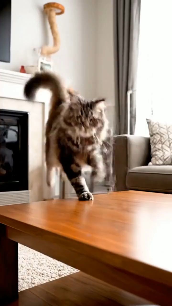 MaxSTG in LOOKY. . Котики компотики