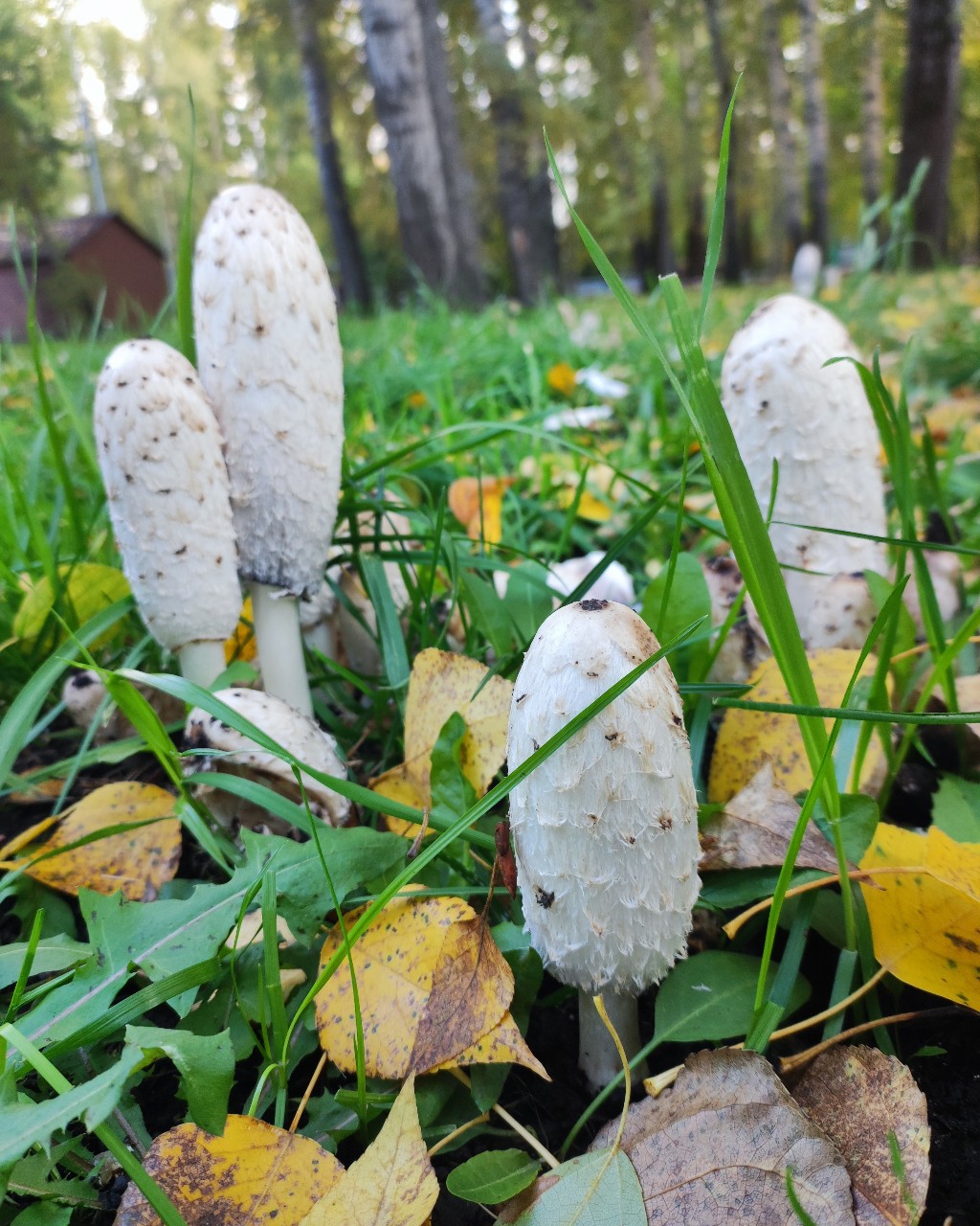  в LOOKY — Осень.🍁 что это за экстравагантные грибочки? 🍄😁 
#прогулк