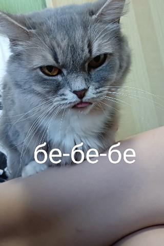 Тиль Элрин в LOOKY. . Вредная Рысь :)

[#б...
