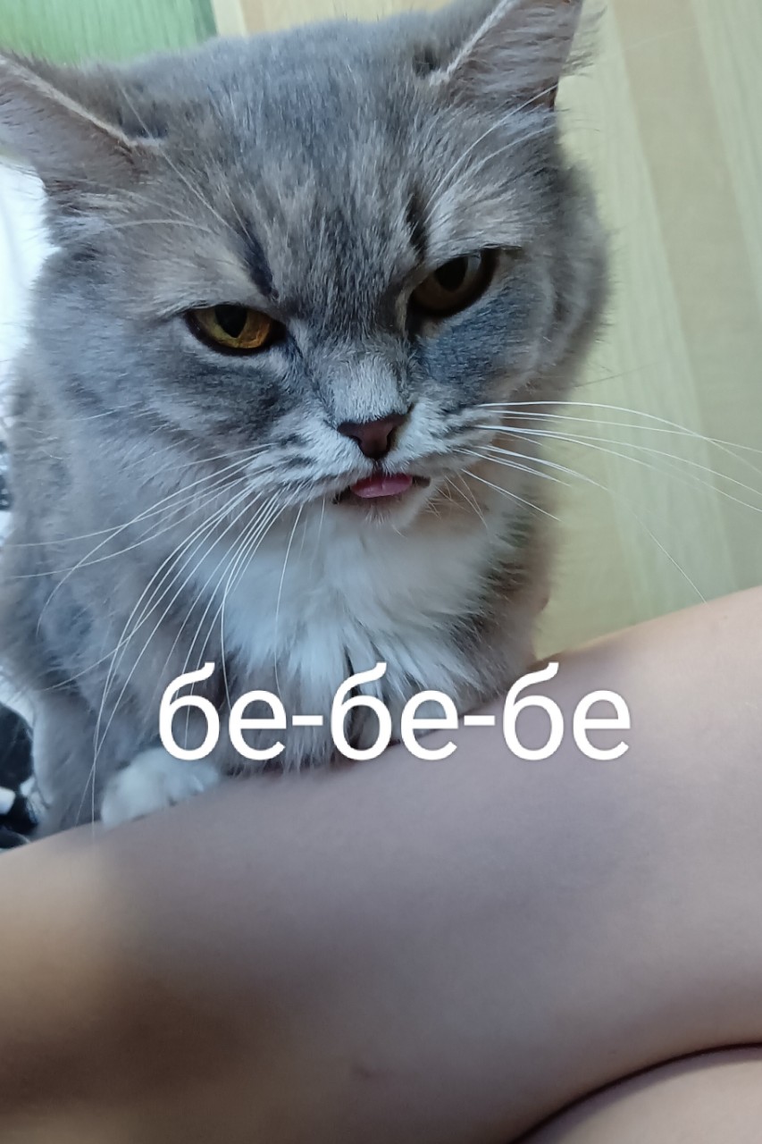 Вредная Рысь :)

[#бебе ](бебе)[#коська ](коська)[#язычок ](язычок)[#мордашка ](мордашка)