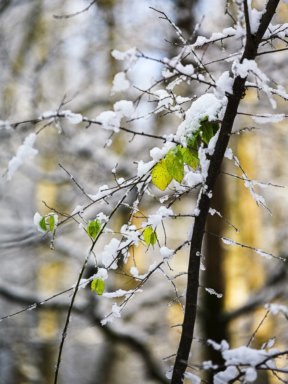 poboruev_landscape в LOOKY. . Эту историю я написа...