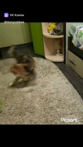 Рыжий грумер в LOOKY. #мейн-куномске,#мейн-кун,#мейн-куномск,#mainecoonsale,##mainecoon,##blacksmokemainecoon,#cute,#мейнкунпитомник,#мейнкункотята,#мейнкунбольшиекошки. Когда играешь в одно...