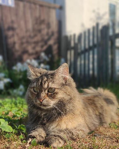 Габи в LOOKY. #кошкаверка,#кошка,#cat,#kitty,#cats,#котэ. Карамель Петровна во...