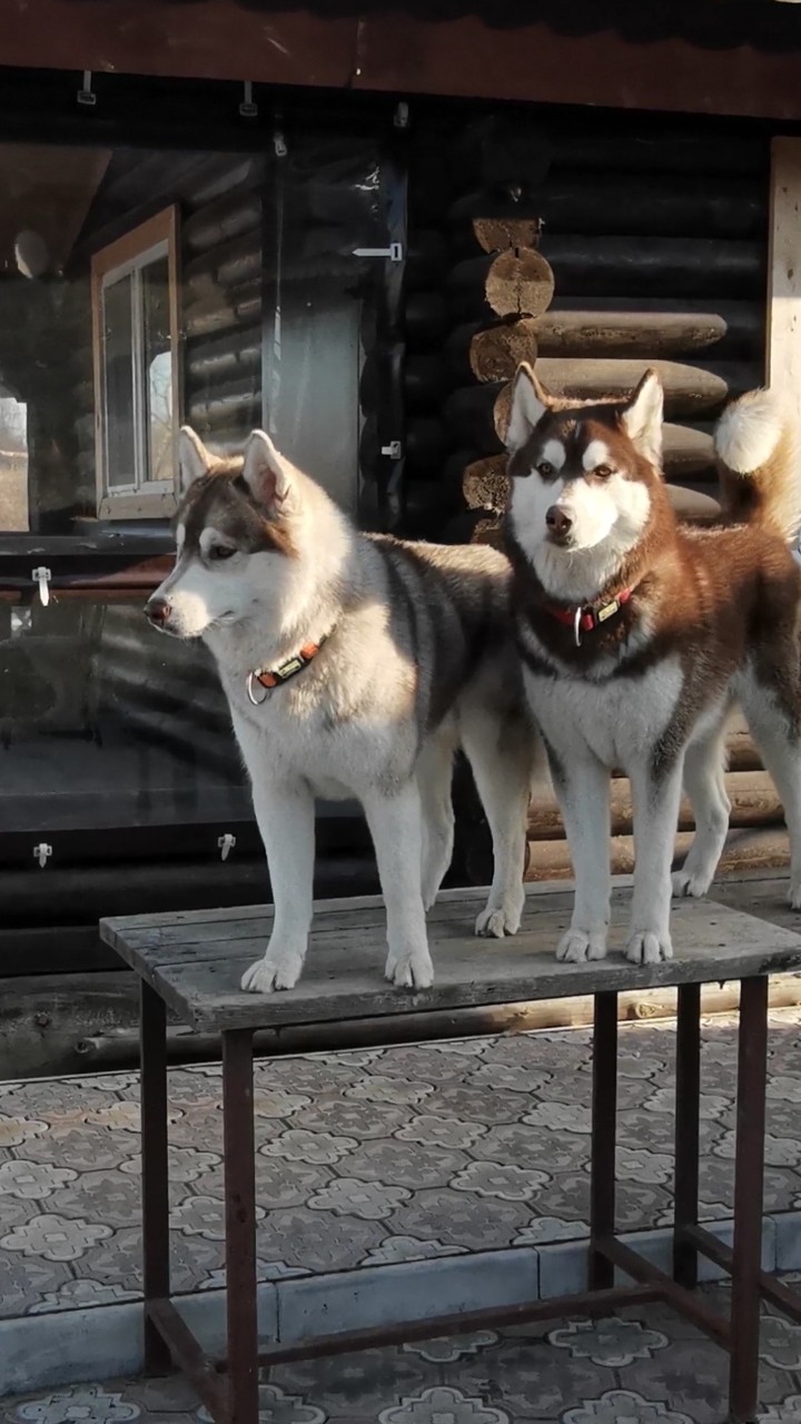 Константин Корзов в LOOKY. #хаски,#стая. Имбирь и Бруня🤗 #ха...