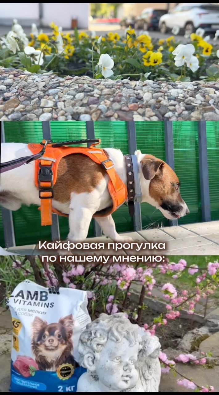 Собака Бэтмен в LOOKY. #263835222. Пару часов по городу...